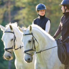 Lovaskultúra oktató SZT - felvételi eljárás 2026